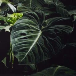 'Ama + Zonia Untitled VII' Framed Photographic Print By Fabian Albertini 62''x42'' -Home Decor Sale AmaZoniaUntitldVII62x42AV2SHF22