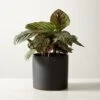 Live Calathea Ornata Pinstripe Plant 6" In Black Ceramic Pot -Home Decor Sale CalatheaOrnataBlkPot6inSHF22