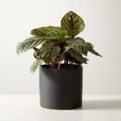 Live Calathea Ornata Pinstripe Plant 6" In Black Ceramic Pot