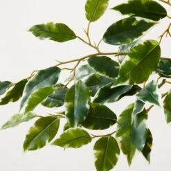 Faux Ficus Tree 6' -Home Decor Sale FauxFicusTree6p25ftAVSHS23