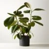 Live Ficus Elastica Rubber Plant 6" In Black Ceramic Pot -Home Decor Sale FicusElstcRbbrTrBkPot6inSHF22