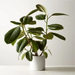 Live Ficus Elastica Rubber Plant 6" In White Ceramic Pot