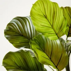 Faux Potted Watermelon Peperomia Plant 24" -Home Decor Sale FxPttdWtrmlnPprmPlant24inAVSHF22