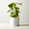 Live Monstera 6" In White Ceramic Pot -Home Decor Sale MonsteraDeliciosaWtPt6inSHF22