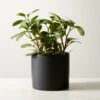 Live Peperomia Obtusifolia 6" In Ceramic Black Pot -Home Decor Sale PeperomiaObtsflBkPt6inSHF22