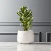 Potted Faux Succulent 14" 1 Potted Faux Succulent 14" -Home Decor Sale PottedSucculentWhitePotSHS18
