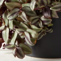 Live Tradescantia Zebrina Inch Plant 6" In White Ceramic Pot -Home Decor Sale TrdscntZbrnPlntBkPt6inAVSHF22