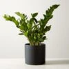 Live Zanzibar Gem ZZ Plant 6" In Black Ceramic Pot -Home Decor Sale ZanzibarGemZzPlntBkPt6inSHF22